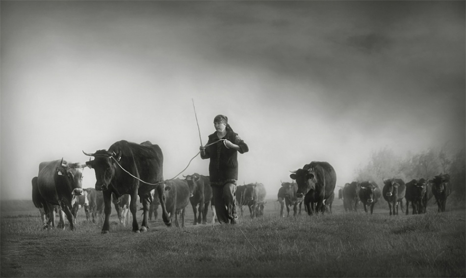 back home von Ileana Bosogea-Tudor