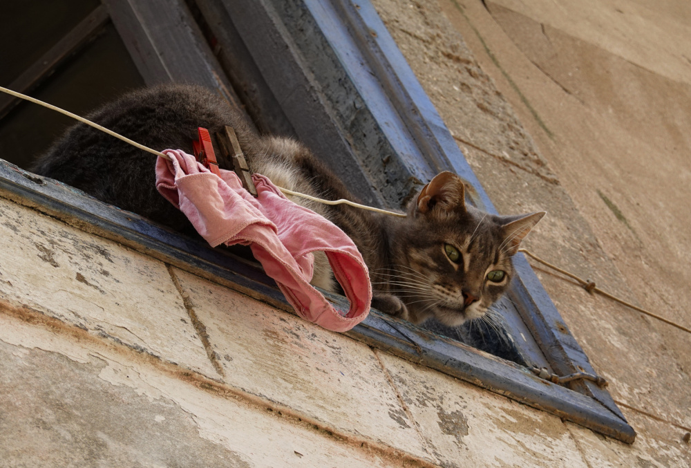 Pink Underwear Cat, Essaouira, Morocco von Imad Durra