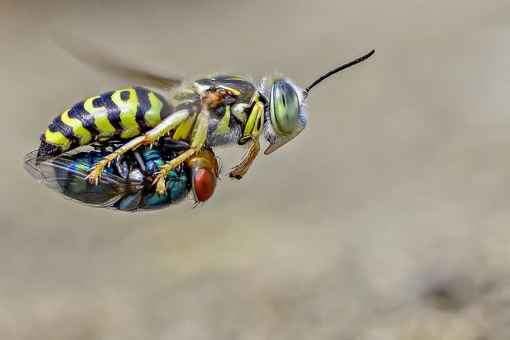 Sand wasps with prey von Imam Primahardy