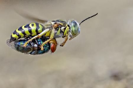 Sand wasps with prey