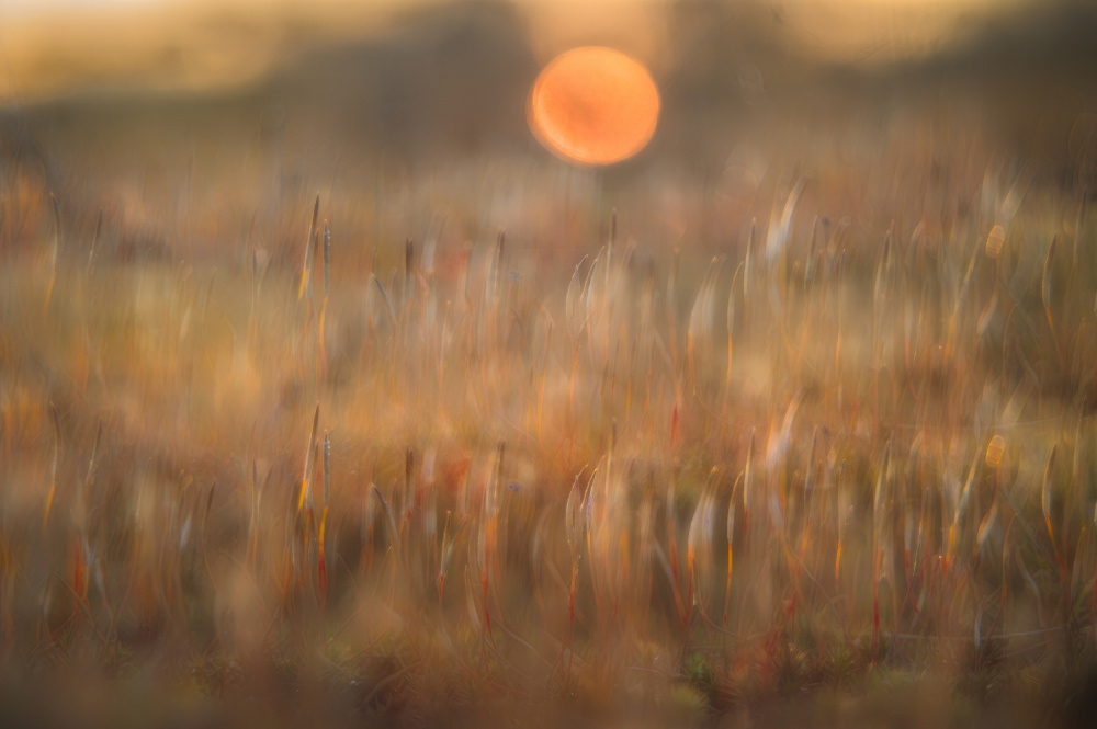 sunrise among the rough hair moss von Ina Bouhuijzen