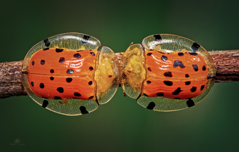 Spotted Tortoise Beetle von Indranil Ghosh