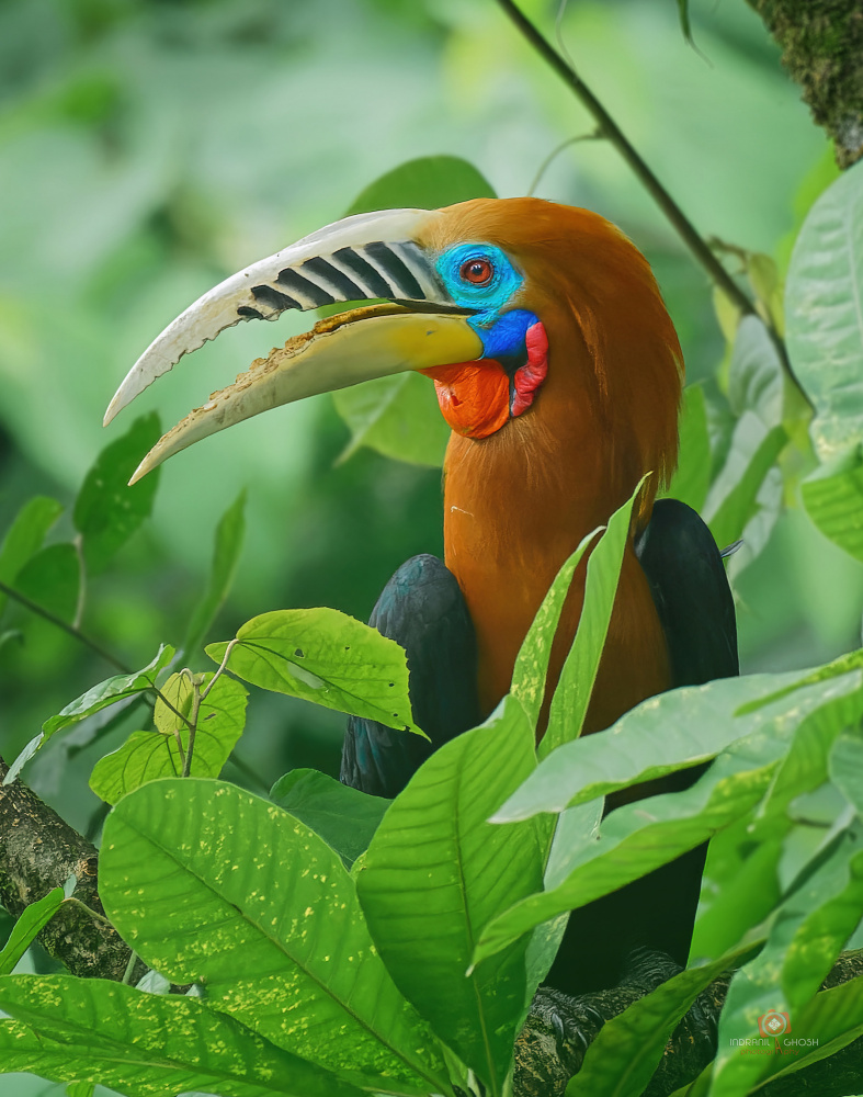 Rufous-Necked Hornbill von Indranil Ghosh