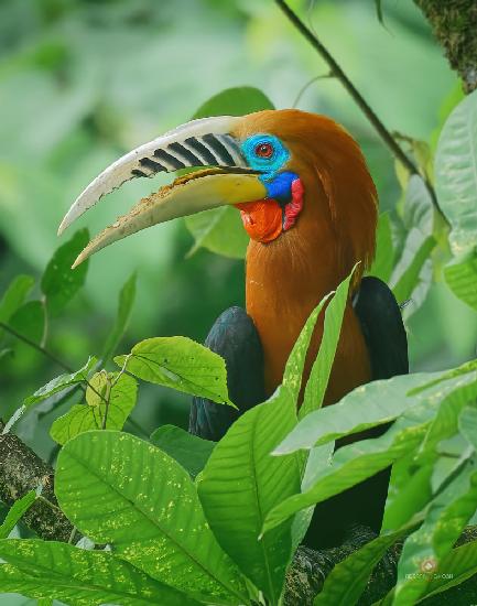 Rufous-Necked Hornbill