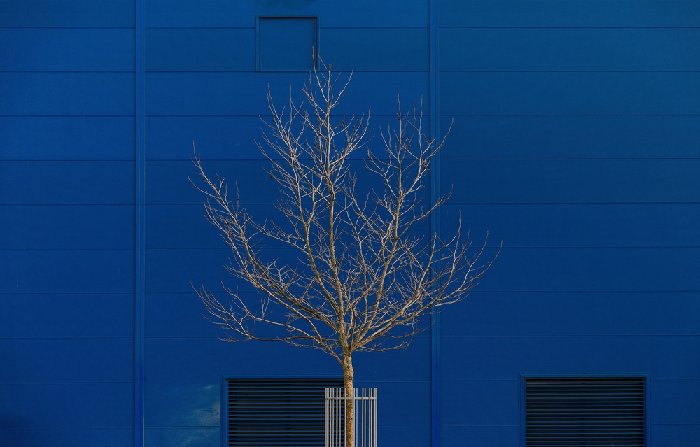 A tree in Winter sun von Inge Schuster