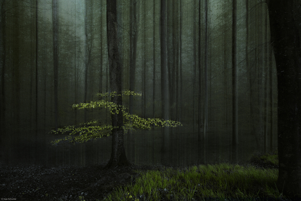 A tree in a forest von Inge Schuster