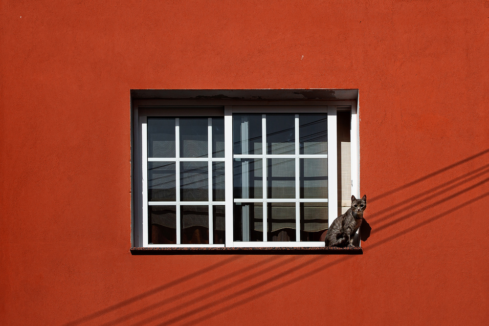 Cat in a window von Inge Schuster