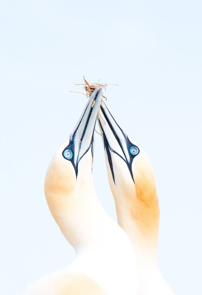 Gannets in love von Iñigo Jiménez