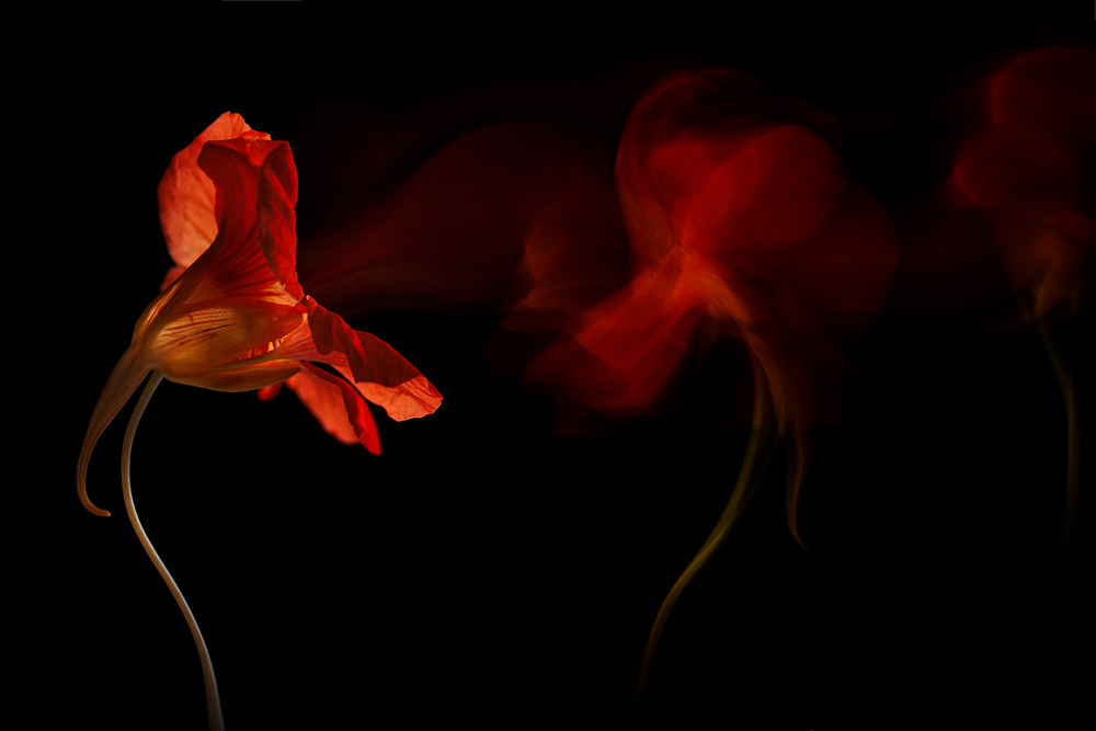 Flame of Flower von Inna Karpova