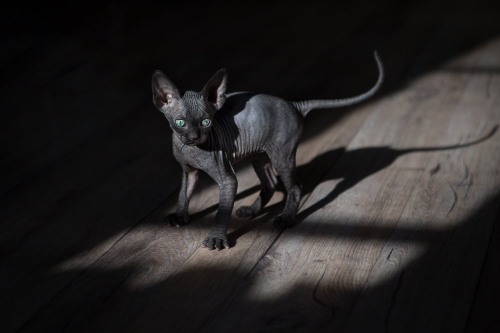 A black cat in a dark room von Inna Sukhova