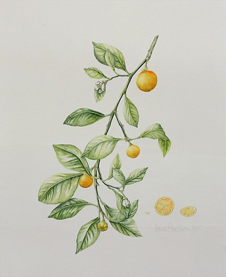 Ornamental Orange, 1995 (w/c)  von Iona  Hordern