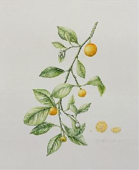 Ornamental Orange, 1995 (w/c) 