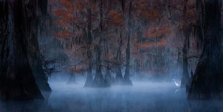 An Egret in the Mysterious Lake