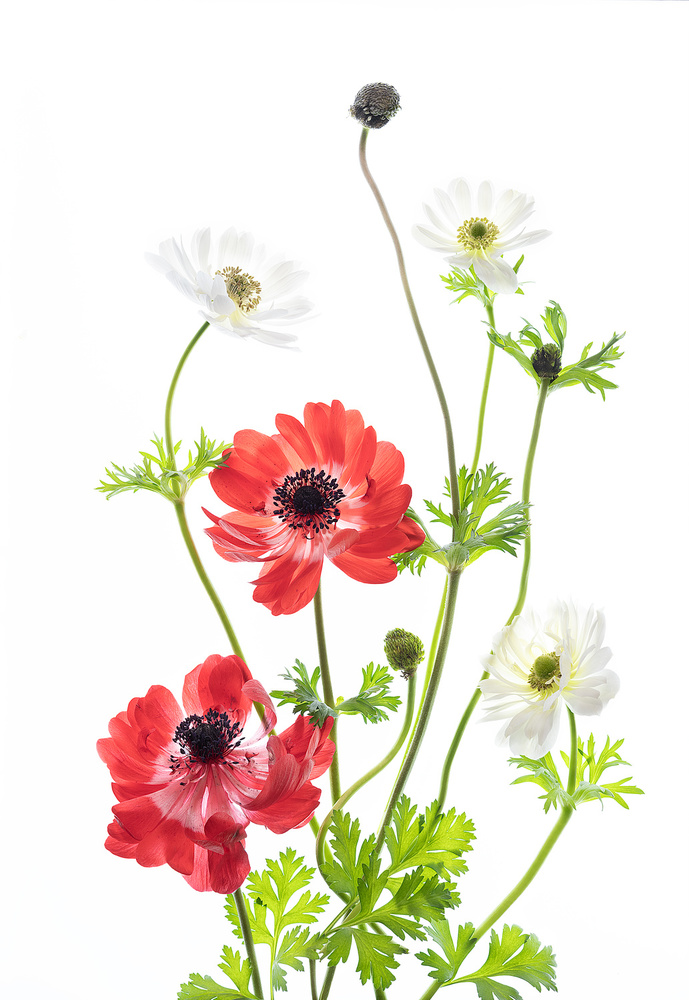 Spring Anemone Family von iPuraVida