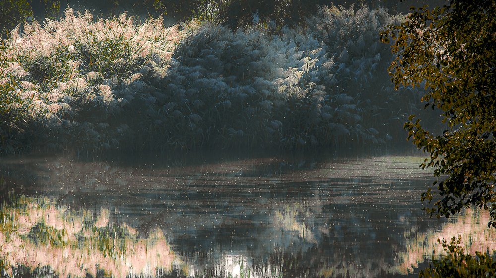 Reed area and midges von Irena Jasionek