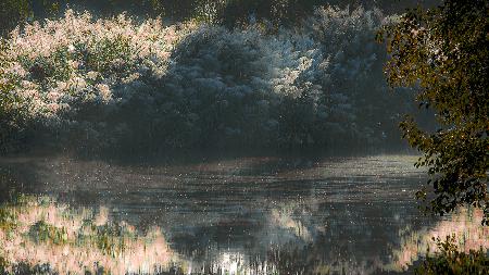 Reed area and midges