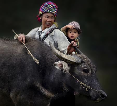 Taking care of buffalo