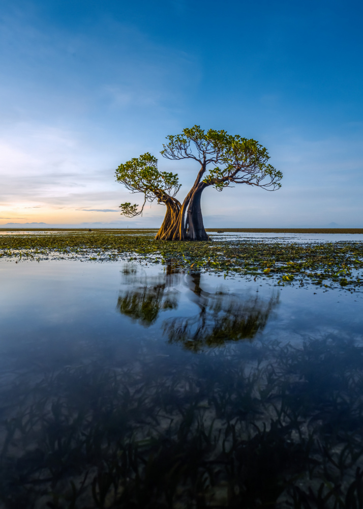 Trees von Irene Wu