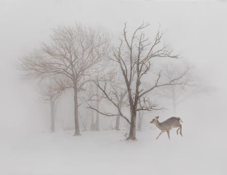 The Winter Deer