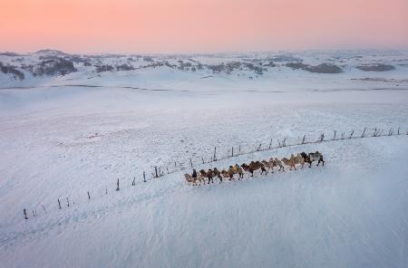 The Camel Silhouette At Sunset