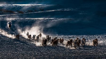 Galloping Horses