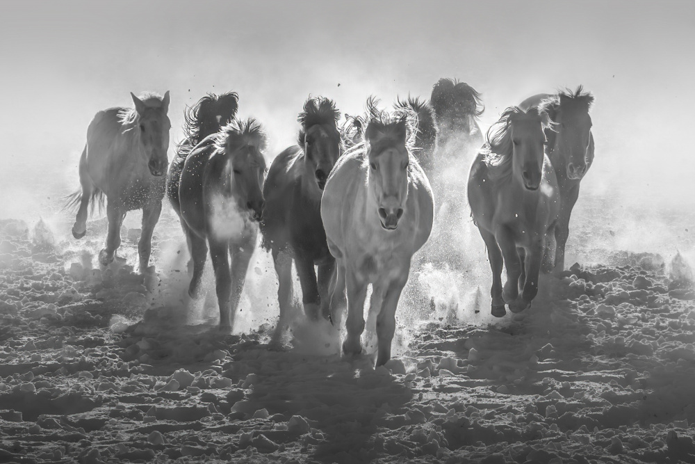 Galloping Horses In Snowy Field von Irene Wu