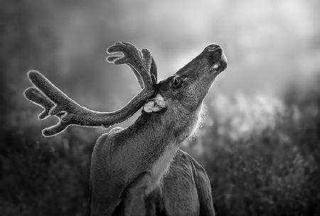 Deer Backlit