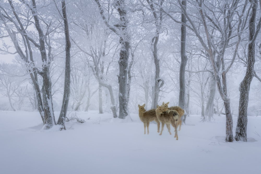 Deers Walk in Snow von Irene Wu