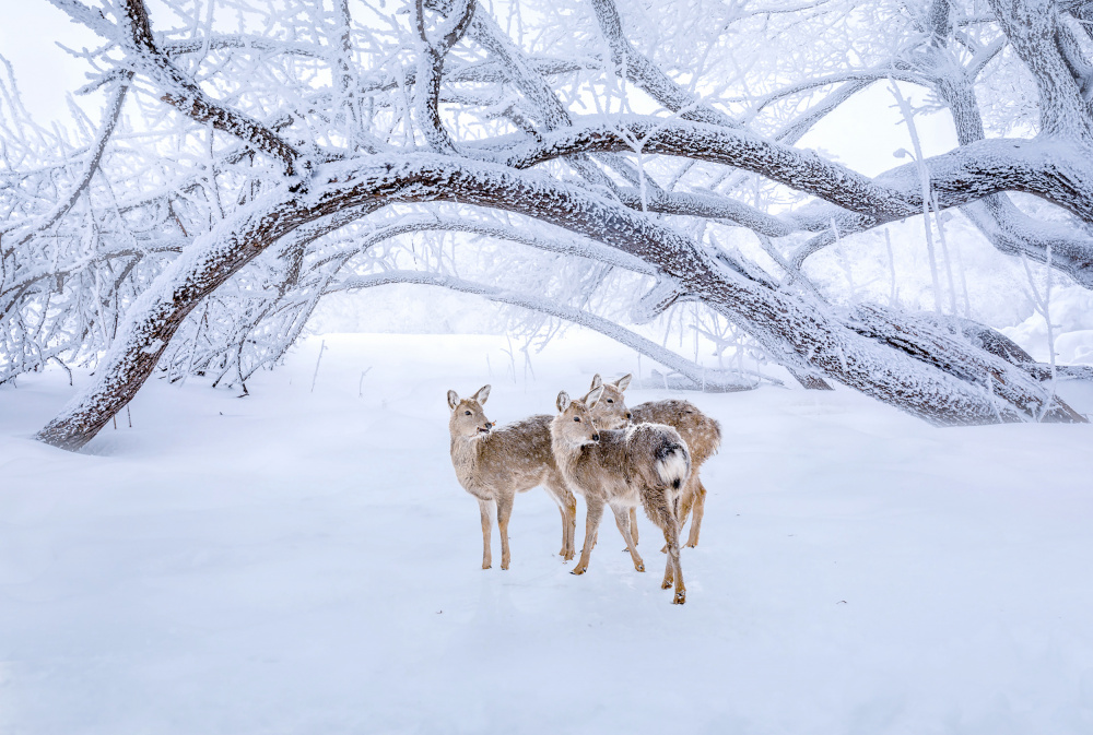 Deers Walk in Snow von Irene Wu