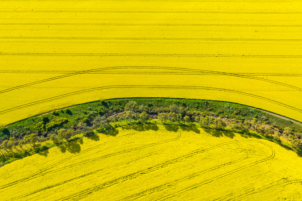 Canola Flowers In Full Bloom von Irene Wu