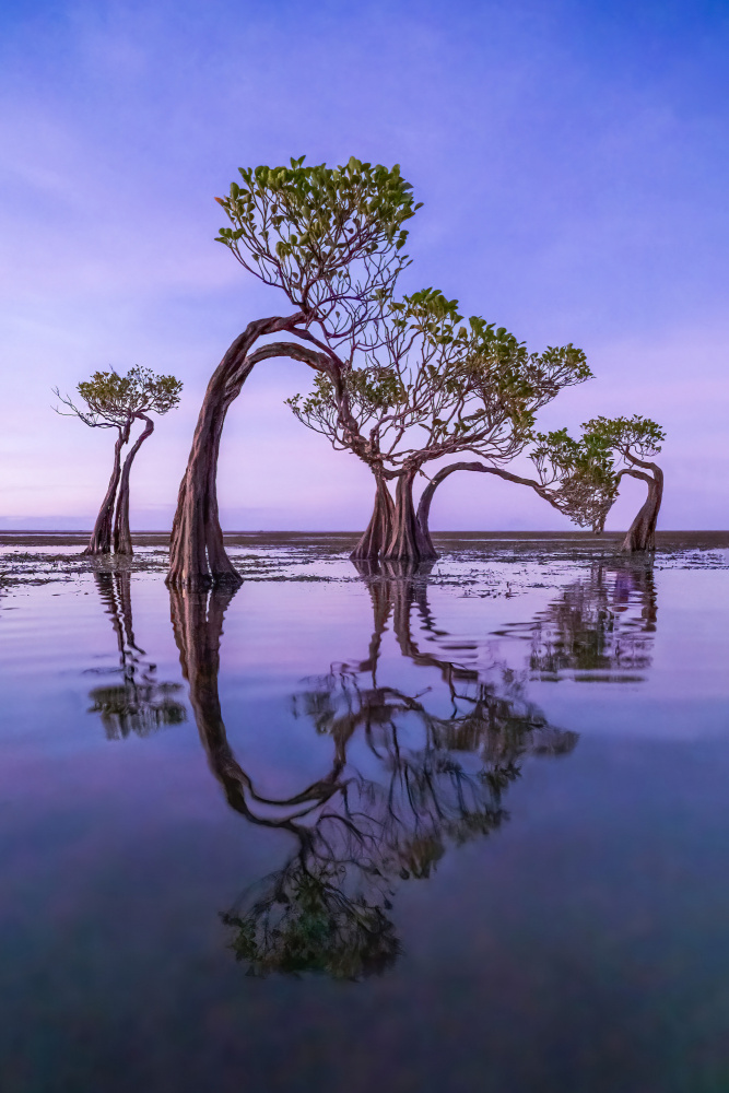 Dancing Trees von Irene Wu