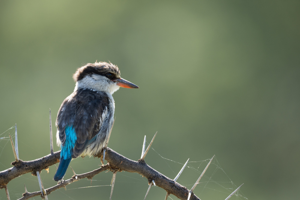 Kingfisher von Iris Diana