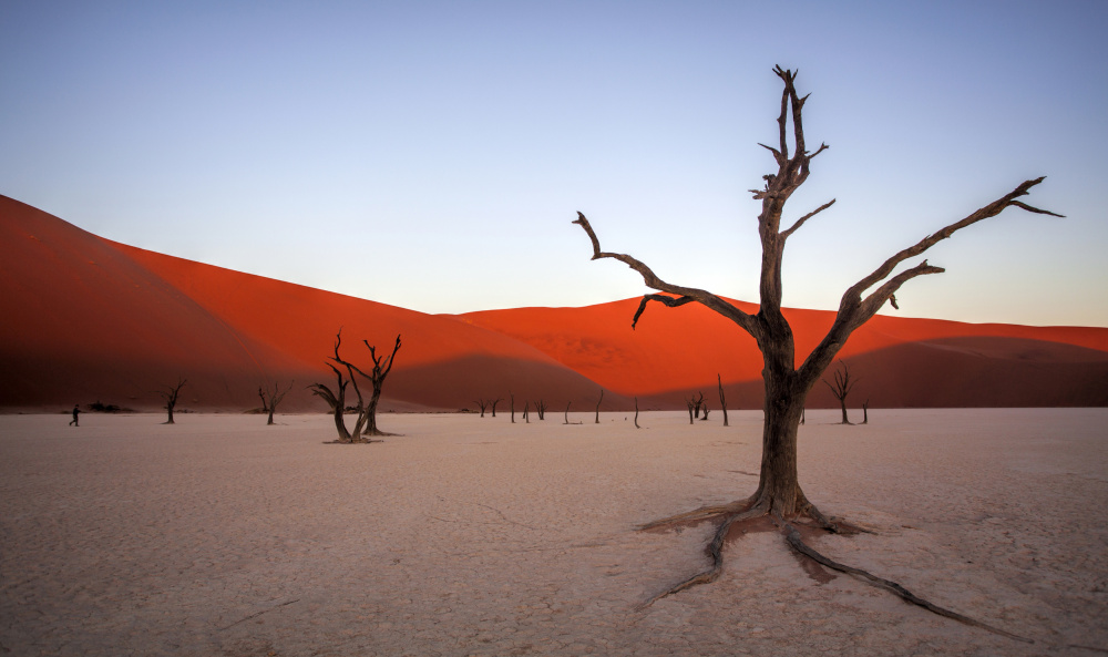 Deadvlei, Namibia von Iris Wiener