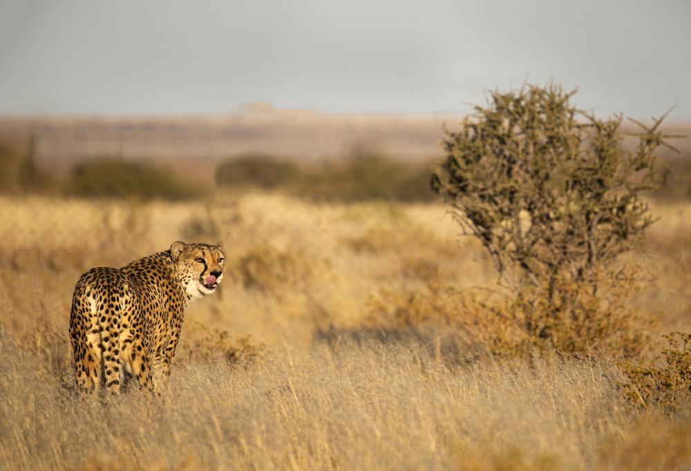 Memories of Africa von Iris Wiener