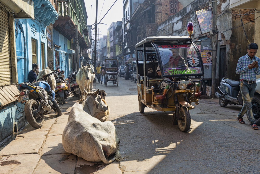 street life in Mathura von Iris Wiener