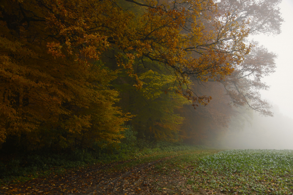 fog on the field von Irma Warth