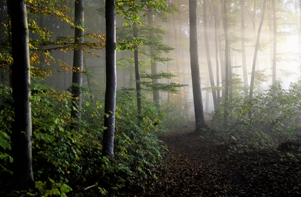 late summer forest von Irma Warth