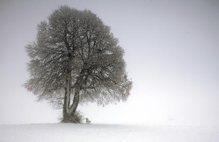 Winter tree