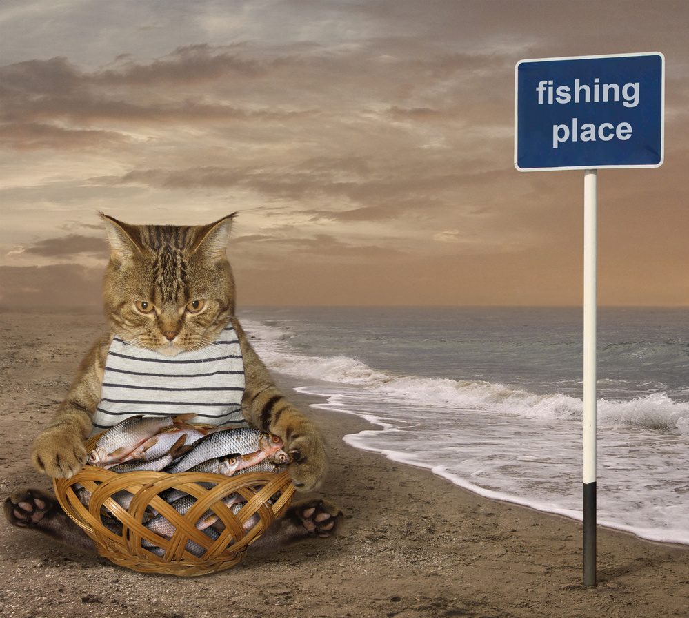 A cat fisher on the beach von Iryna Kuznetsova (Iridi)