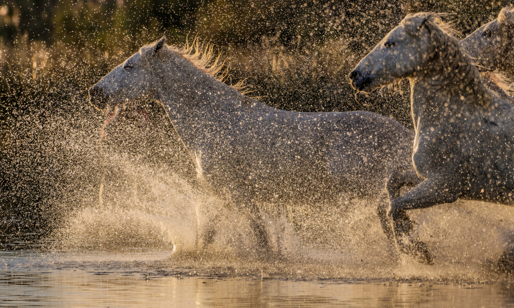 Camargue horses von Isabelle DUPONT