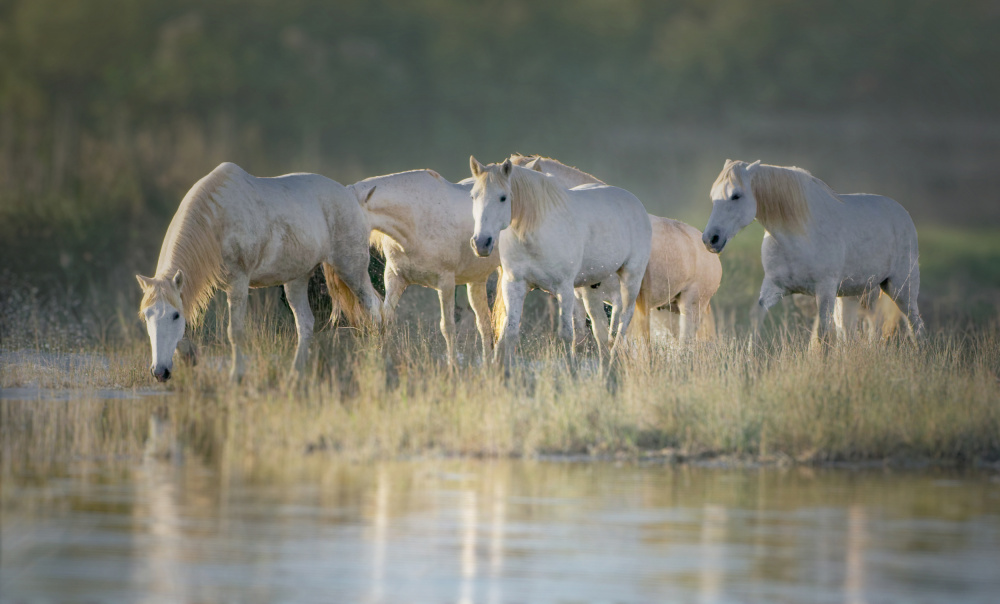 Camargue horses von Isabelle DUPONT