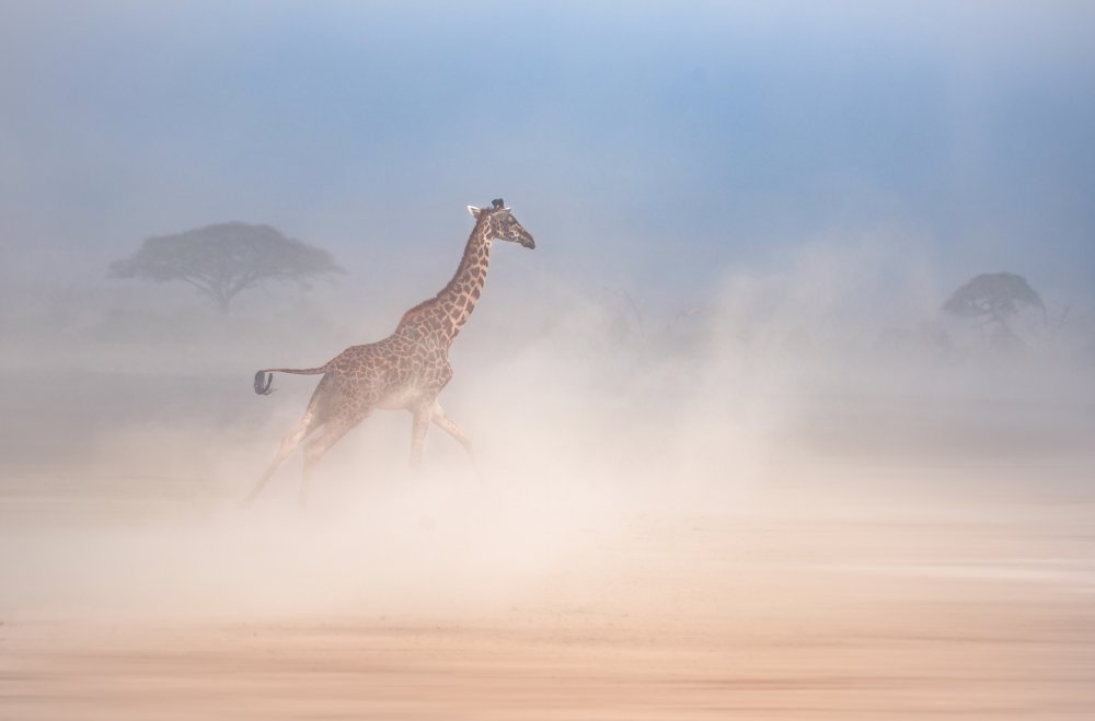 The giraffe dance2 von Isam Telhami