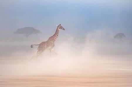 The giraffe dance2