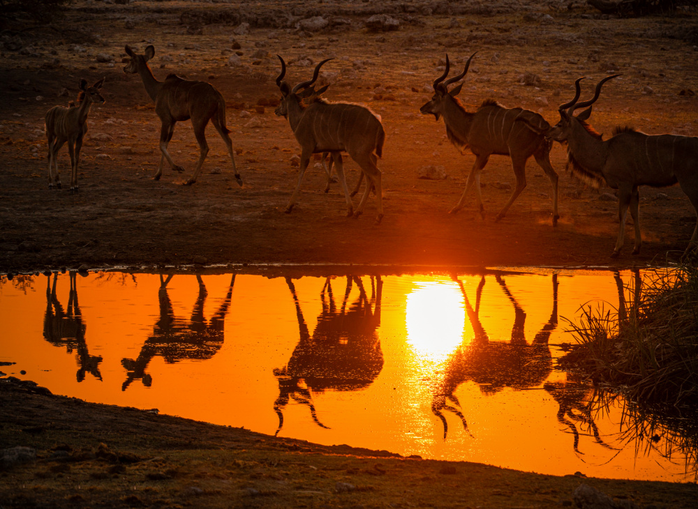 The Kudu at sunset drink von Isam Telhami