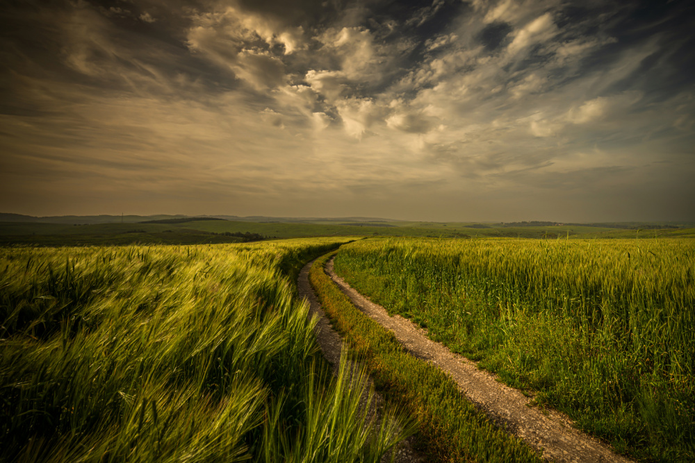 The green fields von Isam Telhami