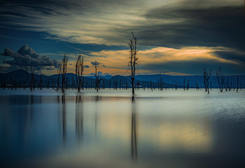 The Death trees von Isam Telhami