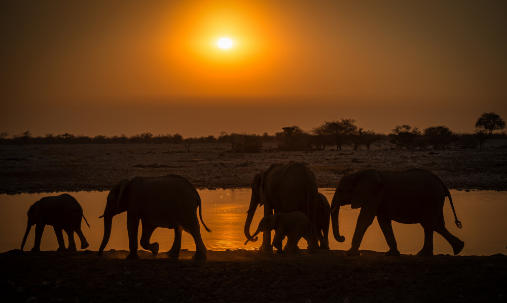 elephant group von Isam Telhami