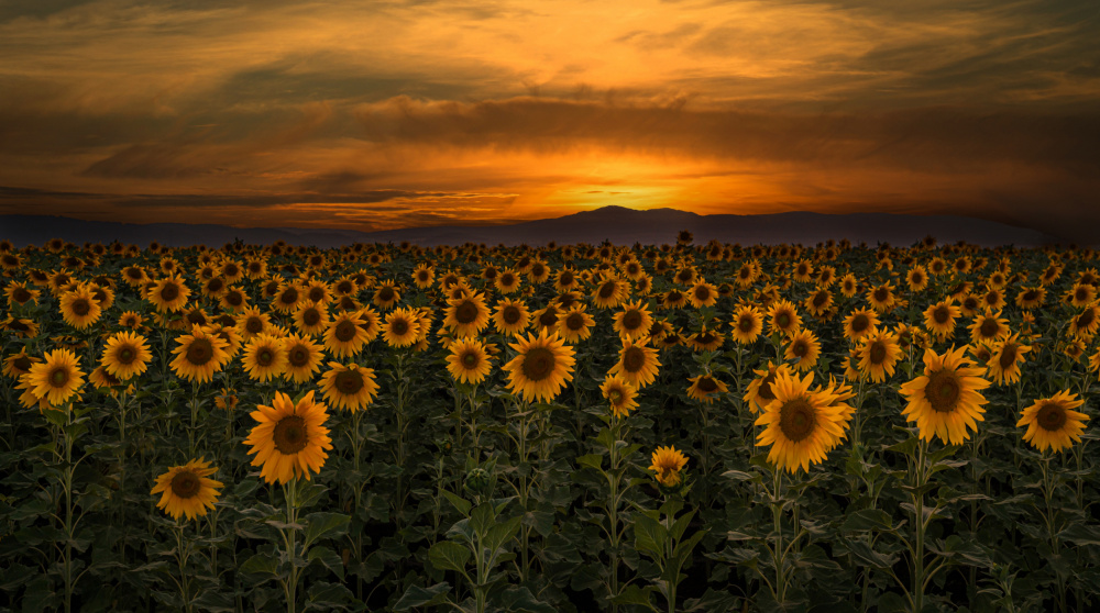 art of nature von Isam Telhami