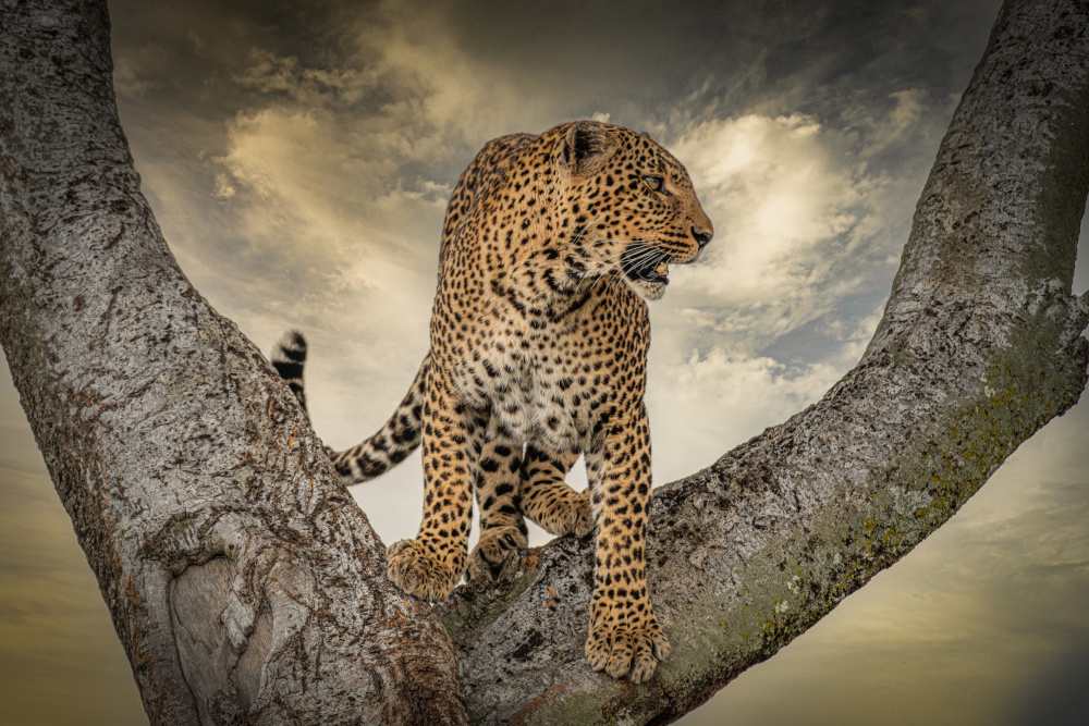 Leopard  on tree von Isam Telhami