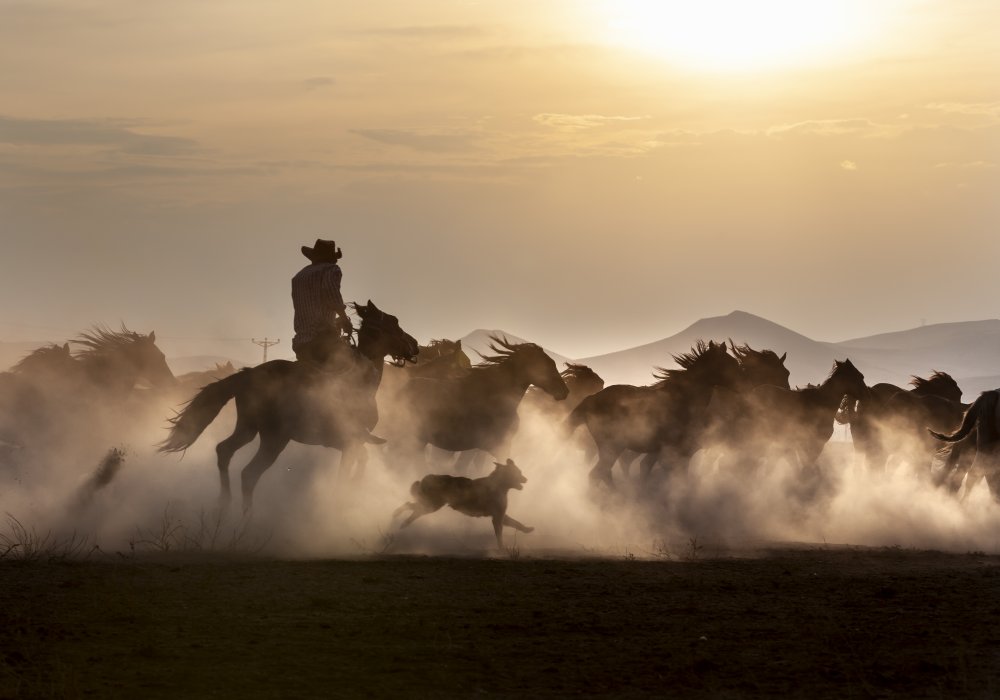 Noble Horses von Ismail Atabek